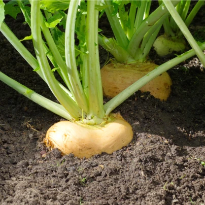 BIO Tuřín Wilhelmsburger - Brassica napus var. napobrassica - bio semena - 100 ks