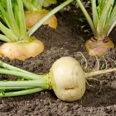 Tuřín Dalibor - Brassica napus var. napobrassica - semena - 250 ks