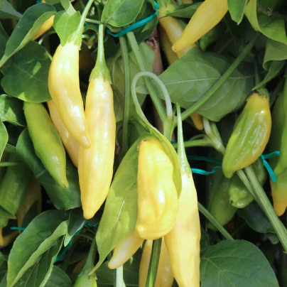 BIO Chilli Lemon Drop - Capsicum baccatum - bio semena - 7 ks