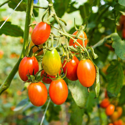 BIO Rajče Blush - Solanum lycopersicum - bio semena - 6 ks