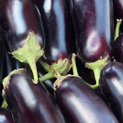 Lilek Jewel Jet - Solanum melongena - semena - 10 ks