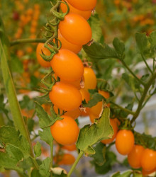 Rajče Aprikola F1 - Solanum lycopersicum - semena - 7 ks