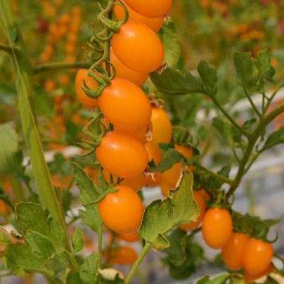 Rajče Aprikola F1 - Solanum lycopersicum - semena - 7 ks