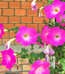 Petúnie Musica F1 Pink Morn - Petunia x grandiflora - semena - 30 ks