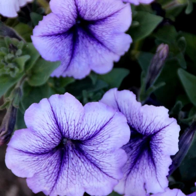 Petúnie Musica F1 Blue Vein - Petunia x grandiflora - semena - 30 ks