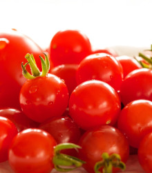 Divoké rajče Rote Murmel - Solanum pimpinellifolium - semena - 10 ks
