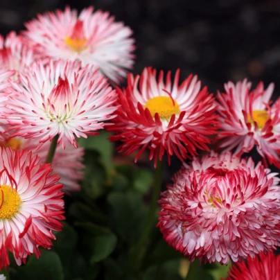 Sedmikráska Roggli růžová - Bellis perennis - semena - 50 ks