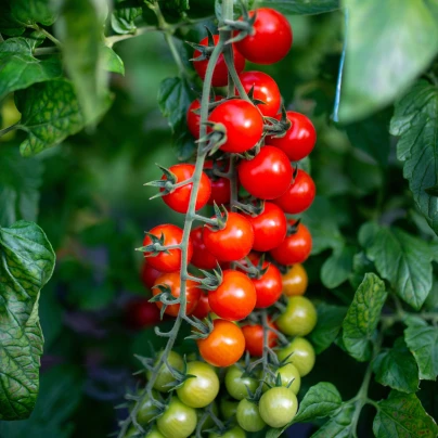 Rajče Crokini F1 PhR - Solanum lycopersicum - semena - 7 ks