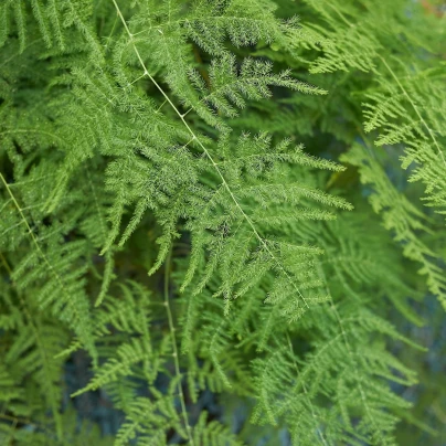 Chřest hustokvětý - Asparagus plumosus - semena - 5 ks