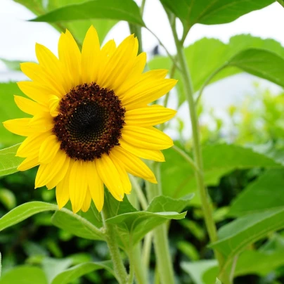 Slunečnice Sunspot - Helianthus annuus - semena - 15 ks