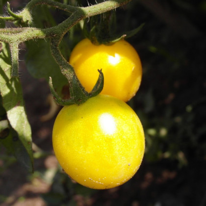 Rajče Cerise žluté - Solanum lycopersicum - semena - 10 ks