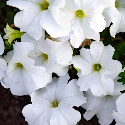 Petúnie Cascata F1 White - Petunia x atkinsiana - semena - 10 ks