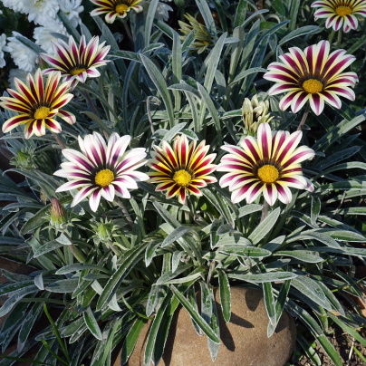 Gazánie Frosty Kiss Flame Mix F1 - Gazania rigens - semena - 18 ks