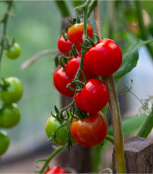 Rajče Gardeners Delight - Solanum lycopersicum - semena - 10 ks