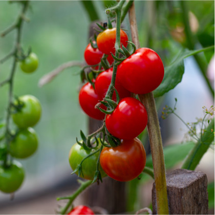 Rajče Gardeners Delight - Solanum lycopersicum - semena - 10 ks