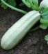 Cuketa Kveta - Cucurbita pepo - semena - 10 ks