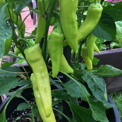 BIO Paprika Sweet Banana - Capsicum annuum - bio semena - 8 ks