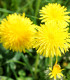 BIO Pampeliška - Taraxacum officinalis - bio semena - 400 ks