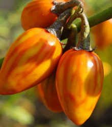 Okrasný lilek Striped Toga - Solanum melongena - semena - 10 ks