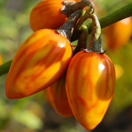 Okrasný lilek Striped Toga - Solanum melongena - semena - 10 ks
