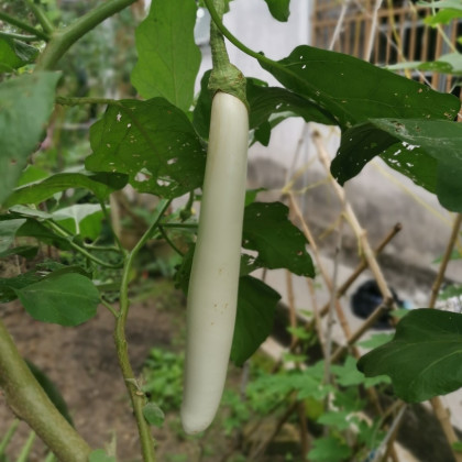 Lilek Bílý Rytíř F1 - Solanum aethiopicum - semena - 10 ks