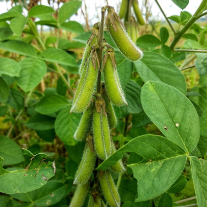 BIO Sója luštinatá Hokkai Green - Glycine max - bio semena - 20 ks