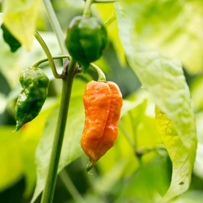 Chilli Bhut Jolokia oranžové - Capsicum chinense - semena - 5 ks