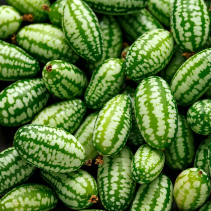 BIO Mexická mini okurka - Zehneria scabra - bio semena - 5 ks