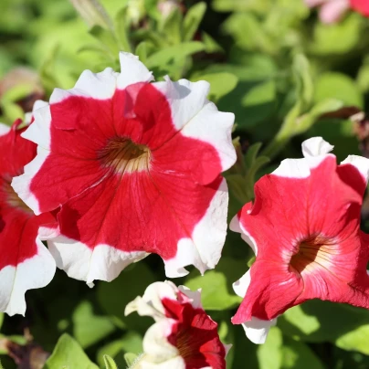 Petúnie Frost Fire - Petunia x grandiflora - semena - 30 ks