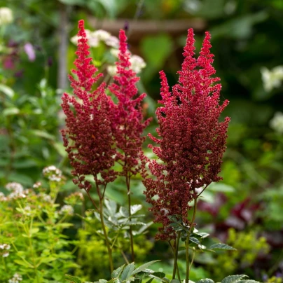 Čechrava Else Schluck - Astilbe - cibuloviny - 1 ks