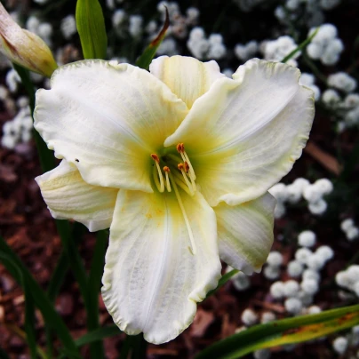 Denivka White Temptation - Hemerocallis - cibuloviny - 1 ks