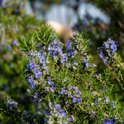 BIO Rozmarýn lékařský - Rosmarinus officinalis - bio semena - 30 ks