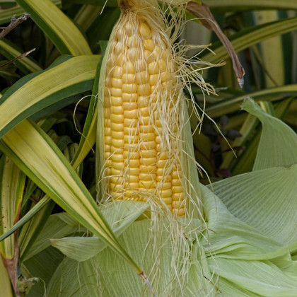 BIO Kukuřice cukrová Golden Bantam - Zea mays - bio semena - 16 ks