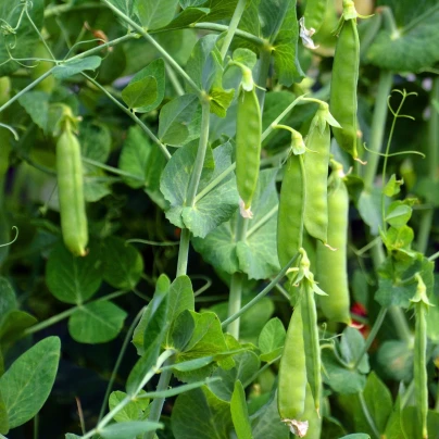 BIO Hrách cukrový Golden Sweet - Pisum sativum - bio semena - 35 ks