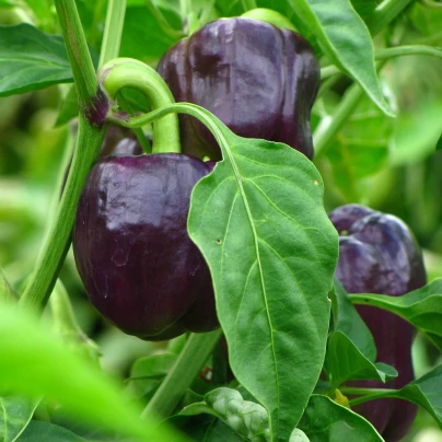 BIO Paprika Babybell chocolate - Capsicum annuum - bio semena - 10 ks