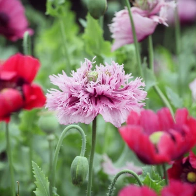 Mák okrasný Lilac Pompon - Papaver somniferum - semena - 200 ks