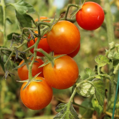 BIO Rajče koktejlové Primavera - Solanum lycopersicum - bio semena - 7 ks