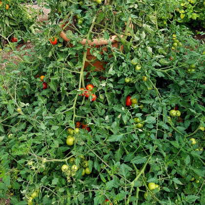 BIO Rajče Primabella PhR - Solanum lycopersicum - bio semena - 8 ks
