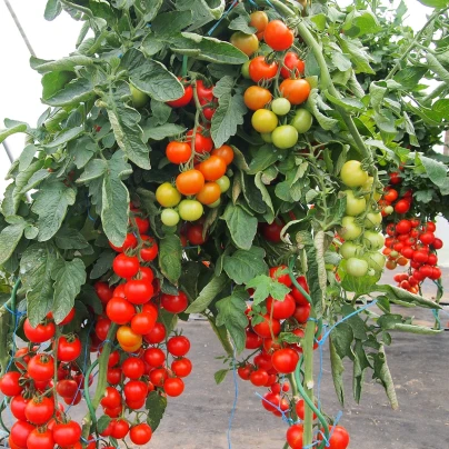 Rajče Gallant F1 - Solanum lycopersicum - semena - 10 ks