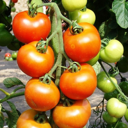 Rajče Orkado F1 - Solanum lycopersicum - semena - 0,1 g