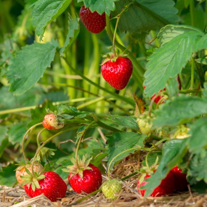 Jahodník Korona - Fragaria ananassa - prostokořenné sazenice - 5 ks