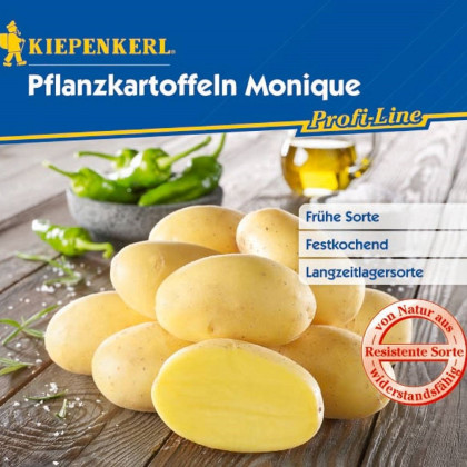 Sadbové brambory Monique - Solanum tuberosum - brambory - 10 ks
