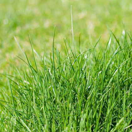 Chytrý trávník 3 v 1 - aquagel - osivo - hnojivo - 0,5 x 10 m