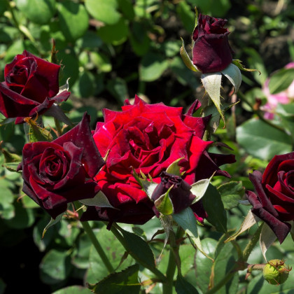 Růže velkokvětá pnoucí tmavě červená - Rosa - prostokořenné sazenice - 1 ks