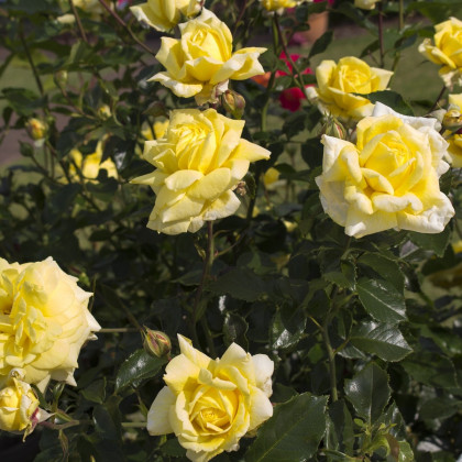Růže velkokvětá pnoucí žlutá - Rosa - prostokořenné sazenice - 1 ks