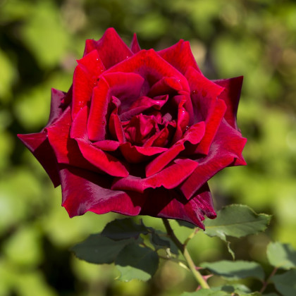 Růže záhonová červená - Rosa - prostokořenné sazenice - 1 ks