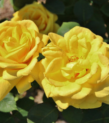 Růže záhonová žlutá - Rosa - prostokořenné sazenice - 1 ks