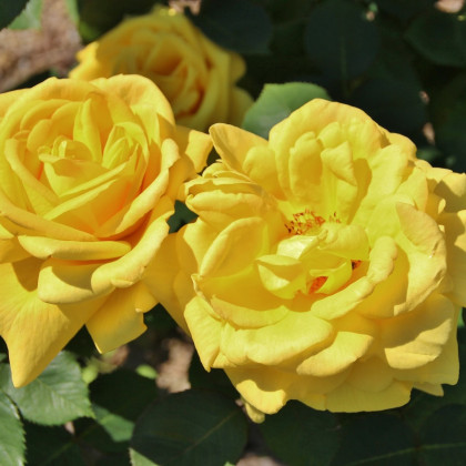 Růže záhonová žlutá - prostokořenné sazenice - 1 ks