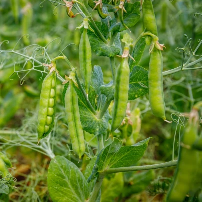 BIO Hrách dřeňový Gloriosa - Pisum sativum - bio semena - 50 ks