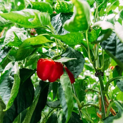 BIO Paprika Bellpepper červená - Capsicum annuum - bio semena - 6 ks